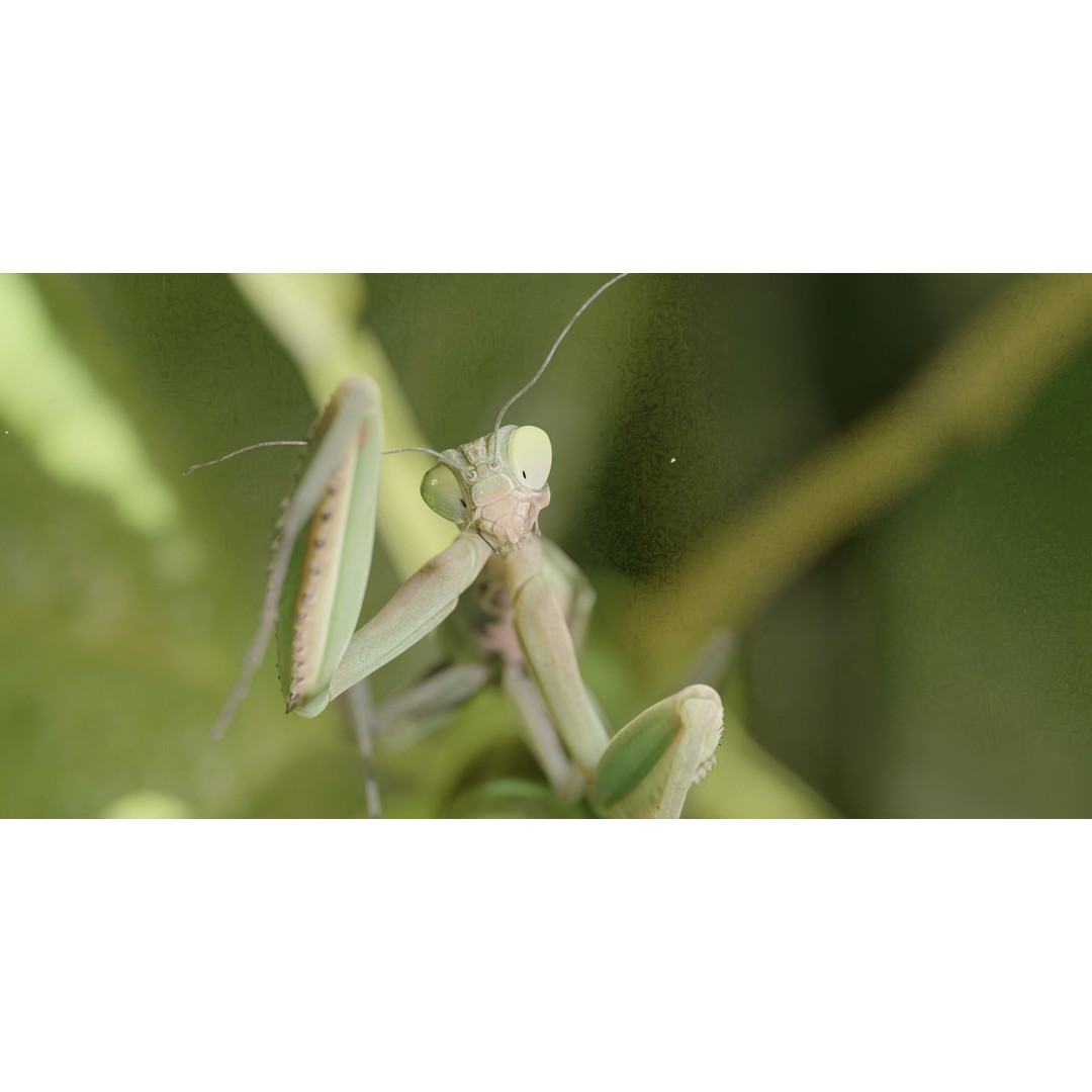 Praying Mantis 3D Model – Realistic Rigged Insect Asset, FBX - View 3