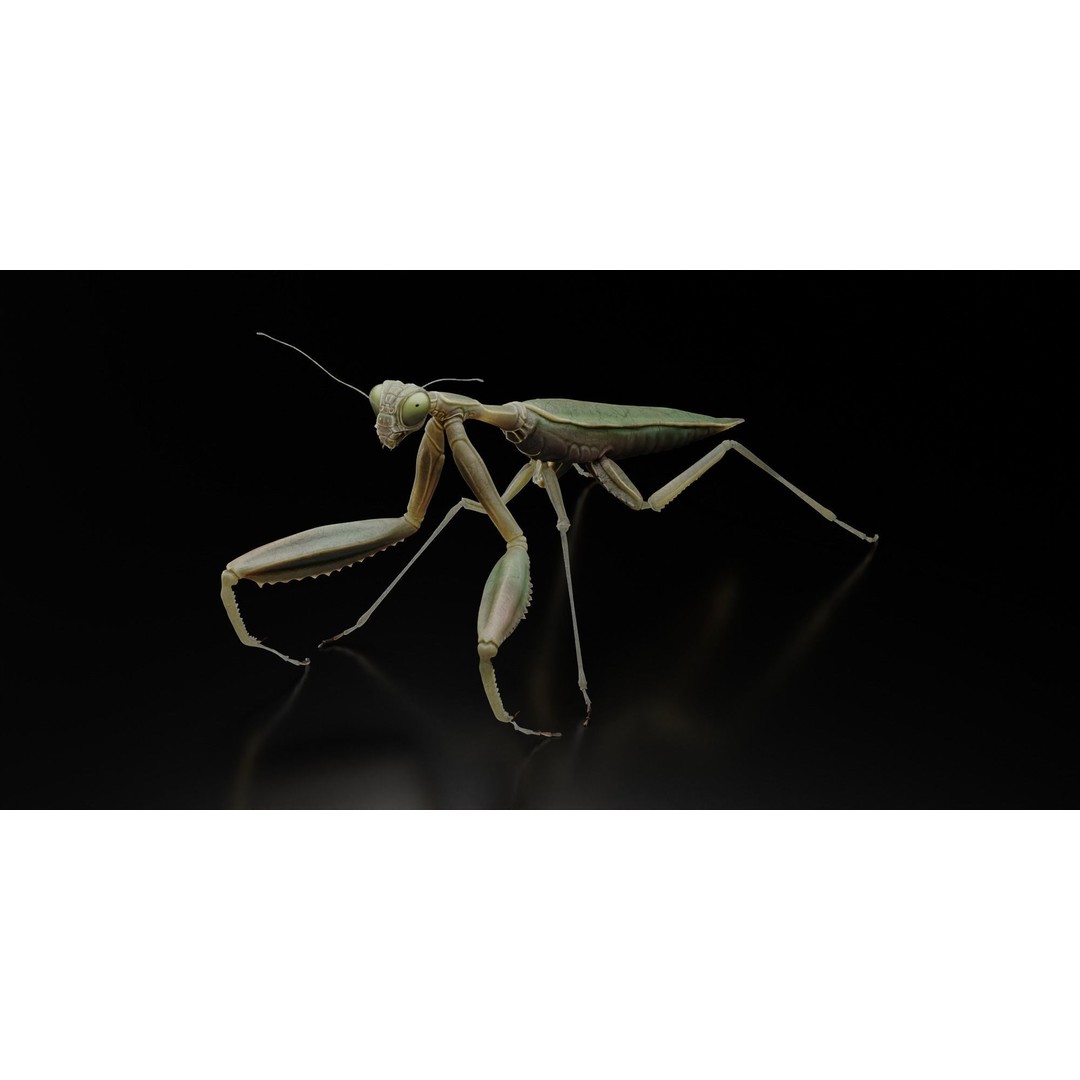 Praying Mantis 3D Model – Realistic Rigged Insect Asset, FBX - View 5
