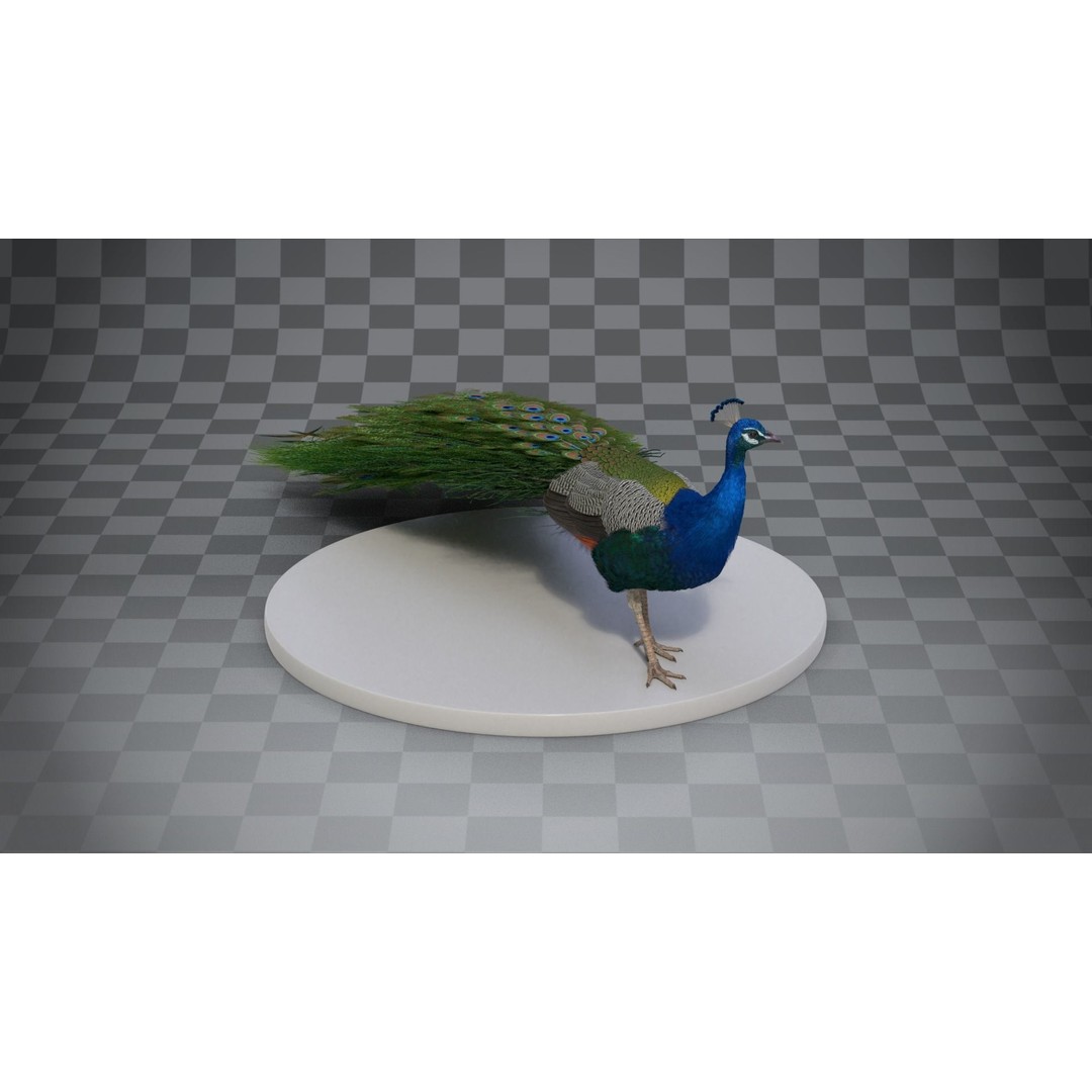 Indian Peafowl 3D Model – Animated Rigged Asset with PBR Textures - View 10