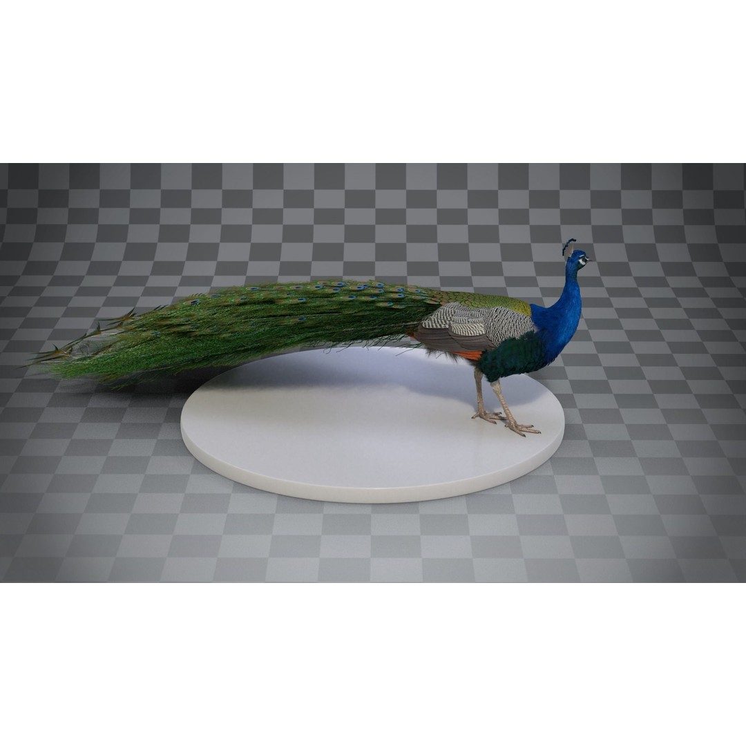 Indian Peafowl 3D Model – Animated Rigged Asset with PBR Textures - View 11