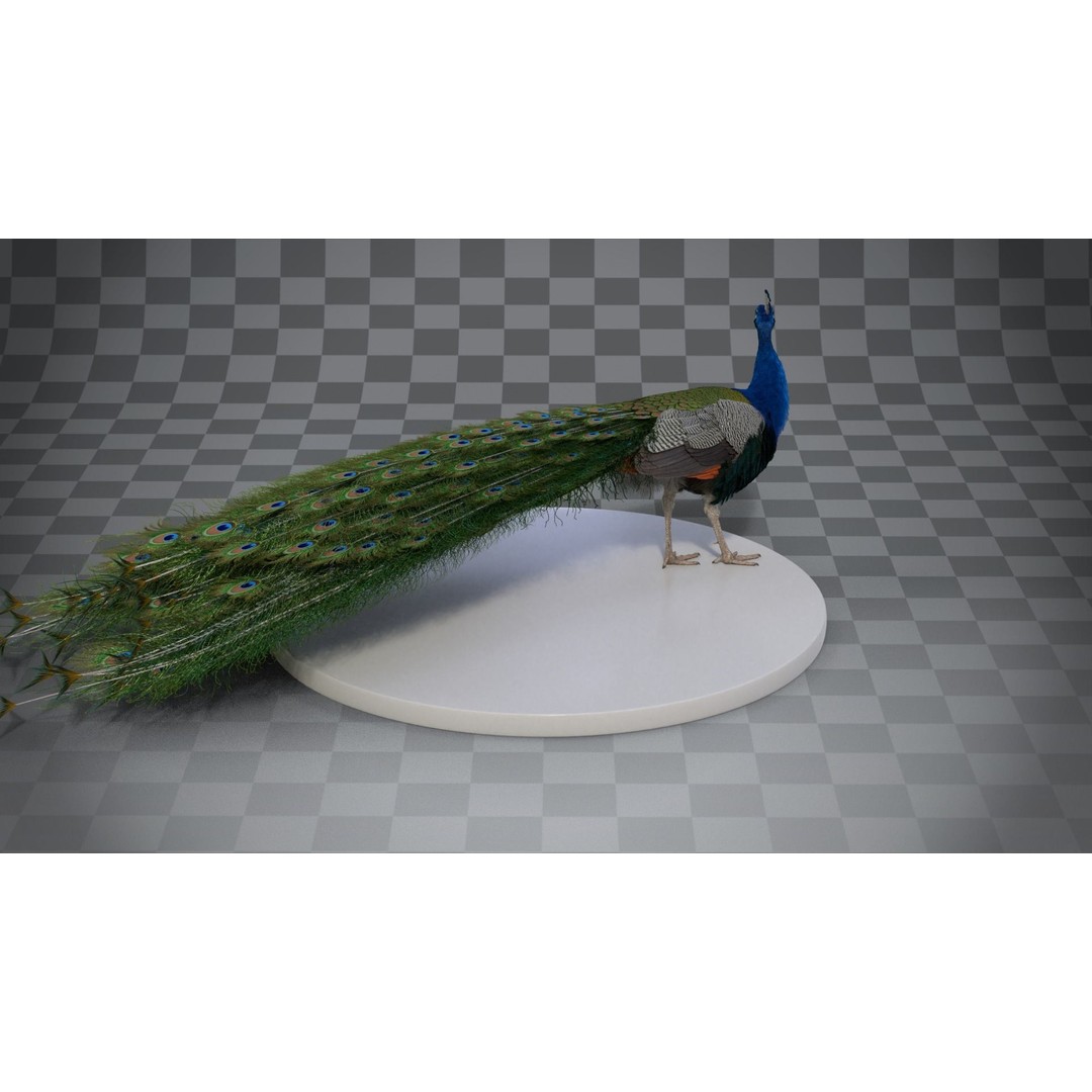 Indian Peafowl 3D Model – Animated Rigged Asset with PBR Textures - View 12