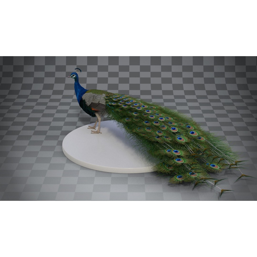 Indian Peafowl 3D Model – Animated Rigged Asset with PBR Textures - View 13