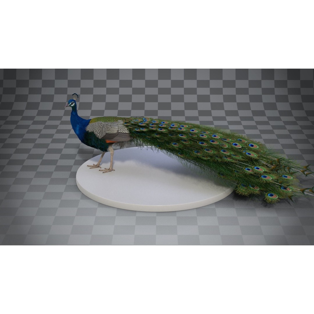 Indian Peafowl 3D Model – Animated Rigged Asset with PBR Textures - View 14
