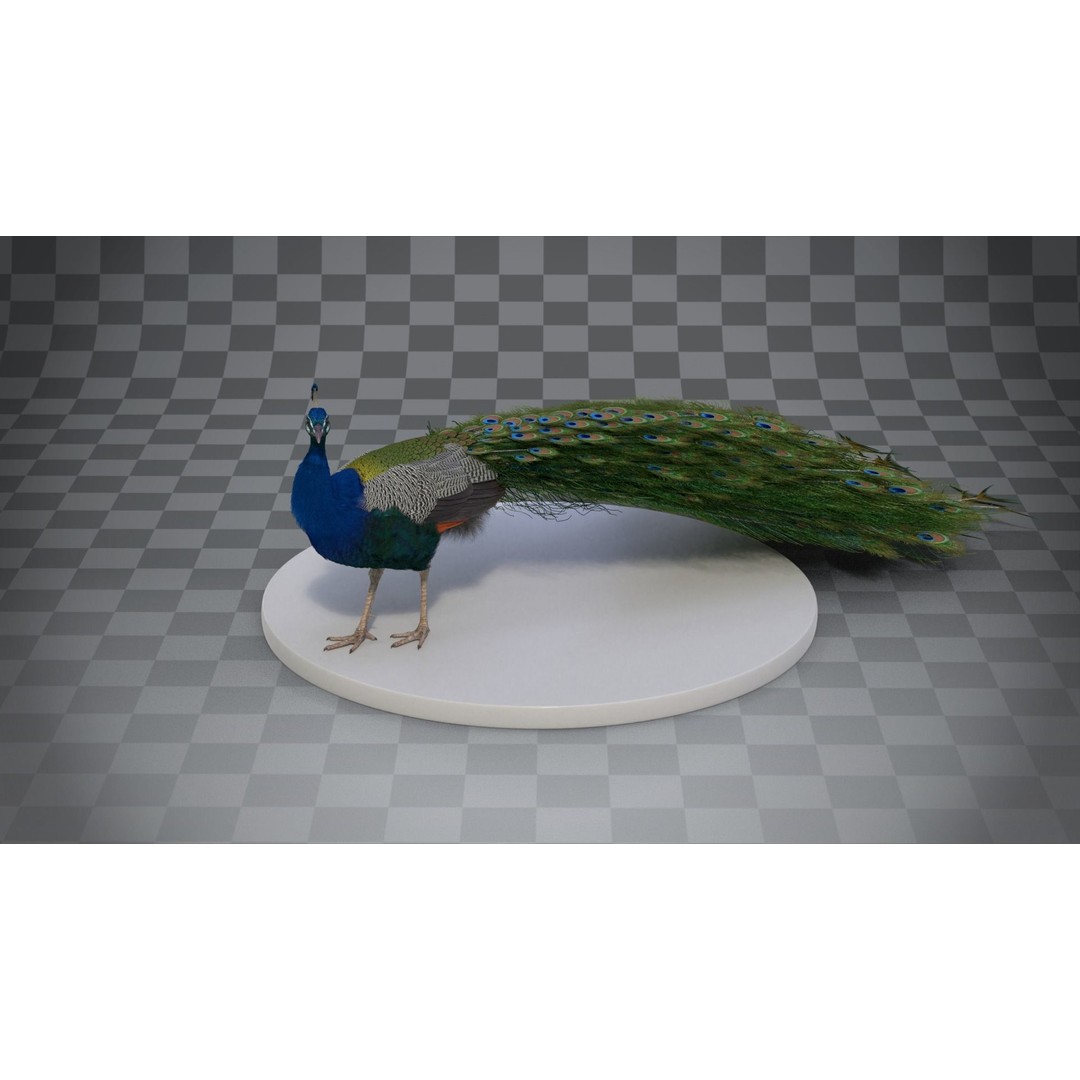 Indian Peafowl 3D Model – Animated Rigged Asset with PBR Textures - View 15