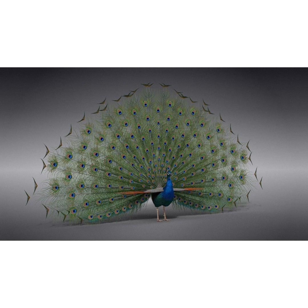 Indian Peafowl 3D Model – Animated Rigged Asset with PBR Textures - View 16