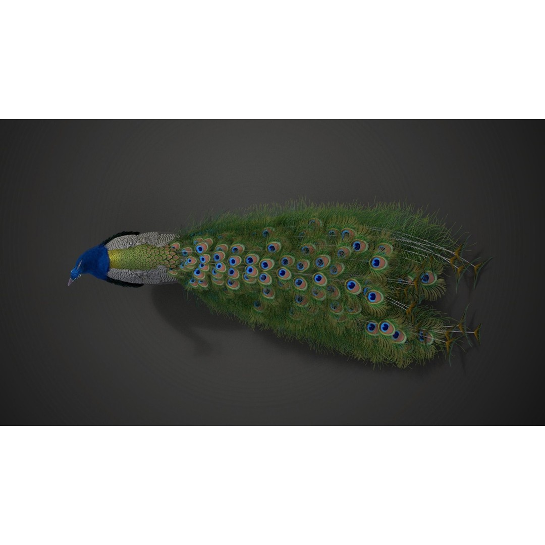 Indian Peafowl 3D Model – Animated Rigged Asset with PBR Textures - View 17