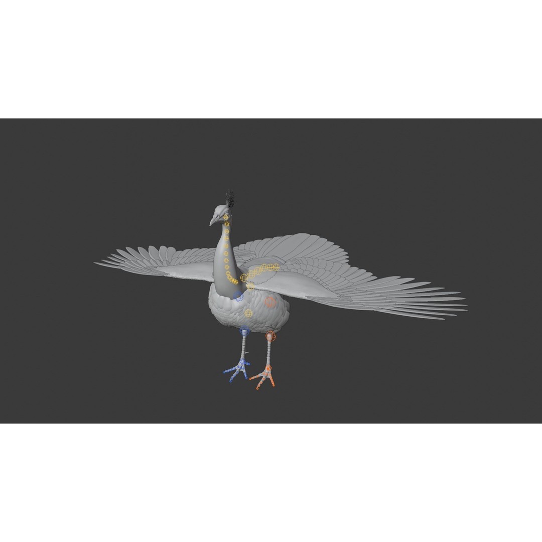 Indian Peafowl 3D Model – Animated Rigged Asset with PBR Textures - View 23