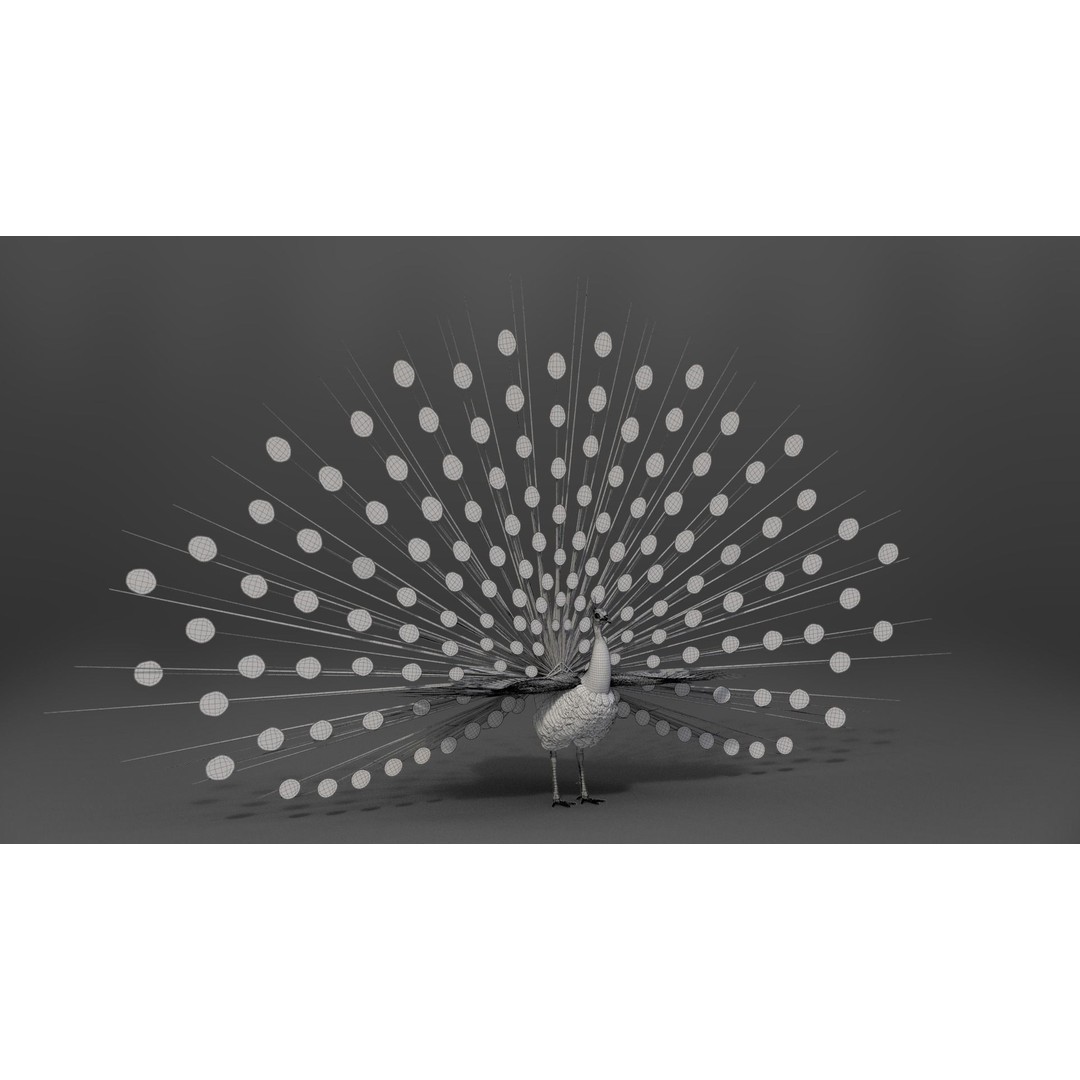 Indian Peafowl 3D Model – Animated Rigged Asset with PBR Textures - View 36
