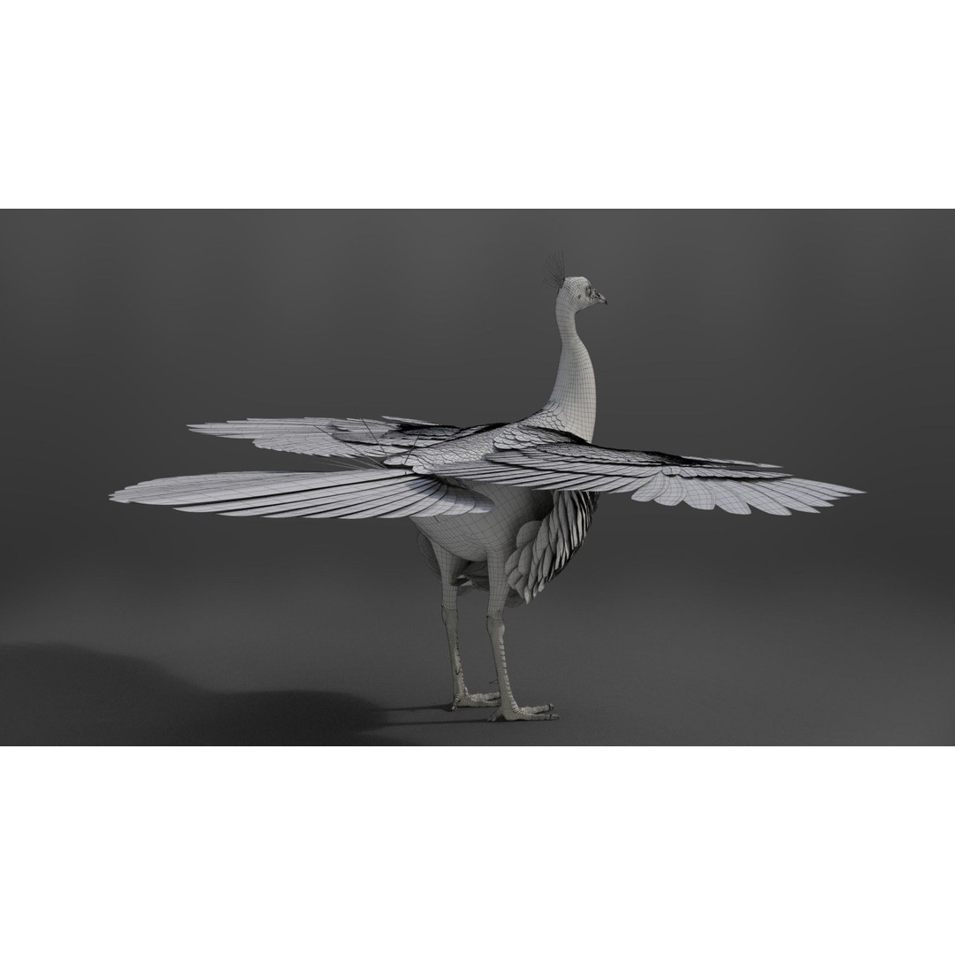 Indian Peafowl 3D Model – Animated Rigged Asset with PBR Textures - View 37