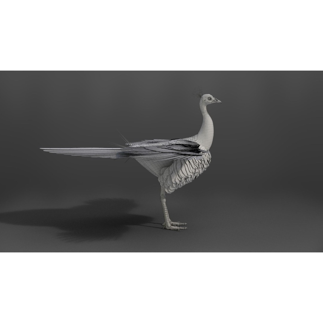 Indian Peafowl 3D Model – Animated Rigged Asset with PBR Textures - View 38