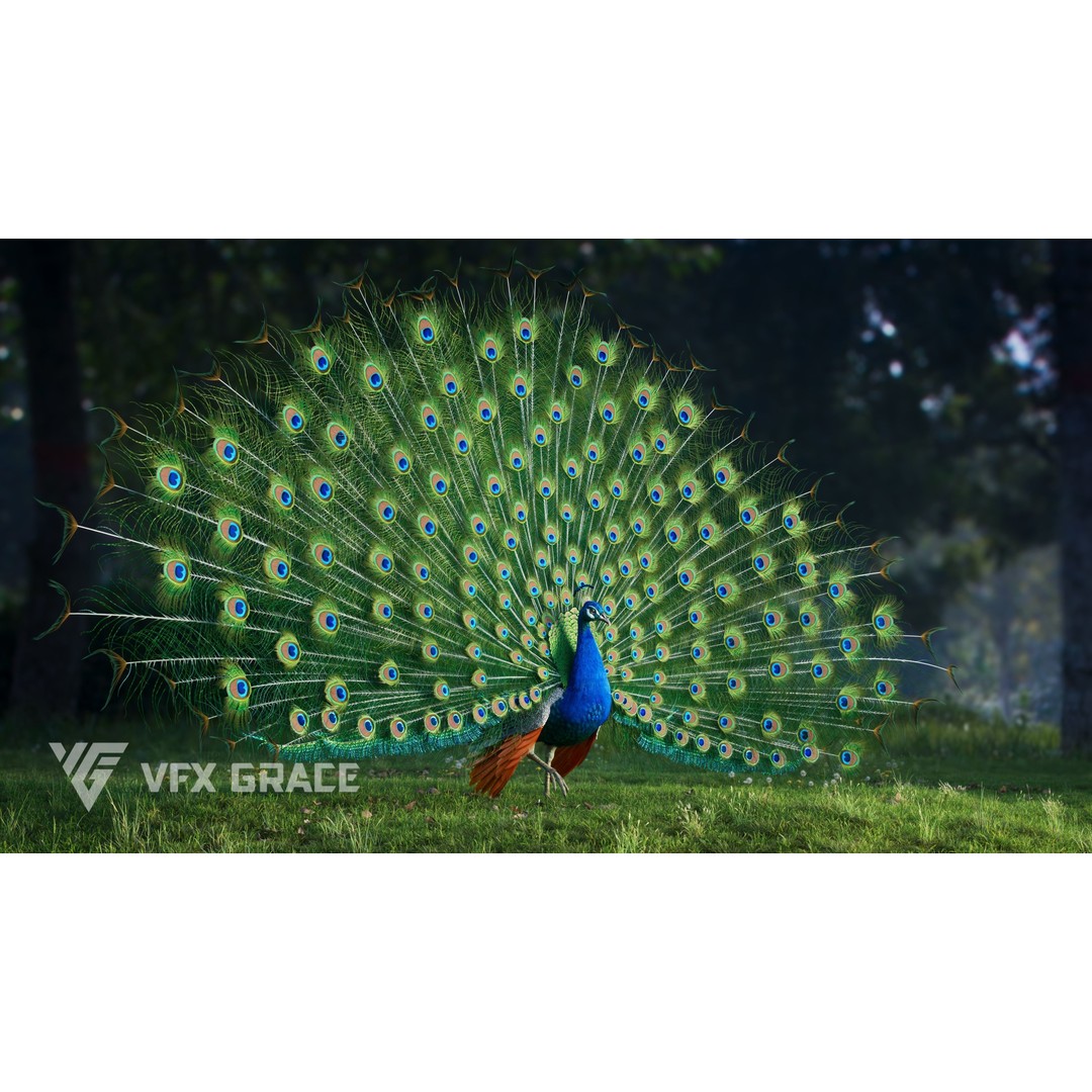 Indian Peafowl 3D Model – Animated Rigged Asset with PBR Textures - View 4