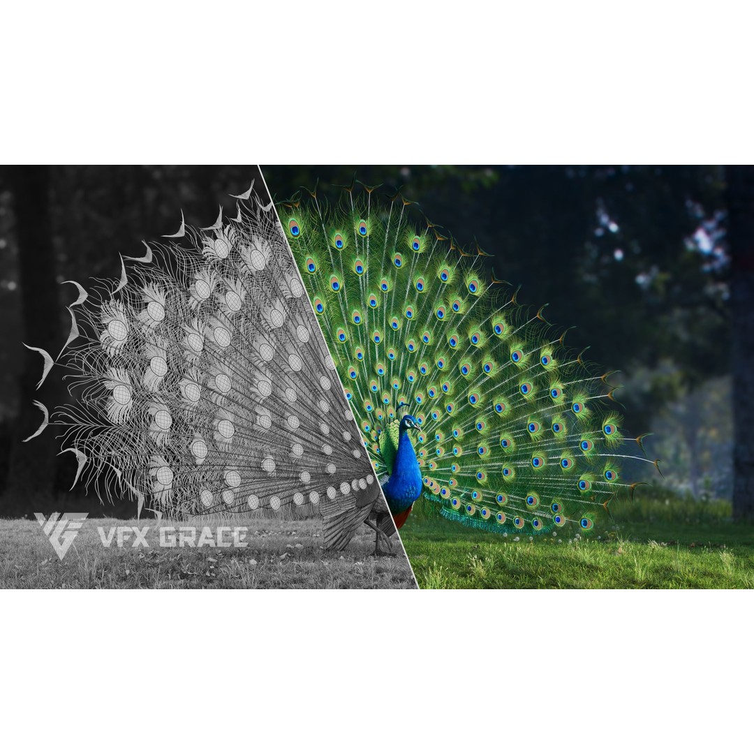 Indian Peafowl 3D Model – Animated Rigged Asset with PBR Textures - View 5