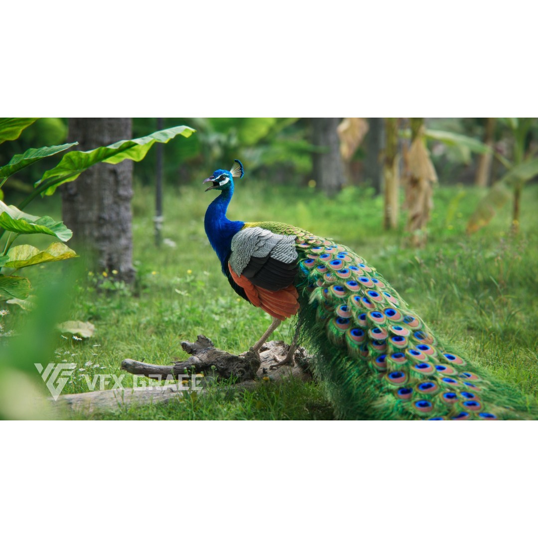 Indian Peafowl 3D Model – Animated Rigged Asset with PBR Textures - View 6