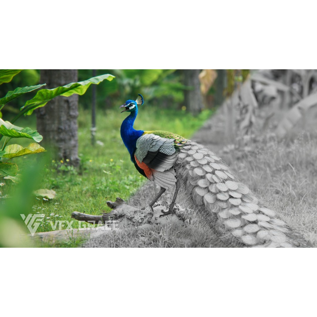 Indian Peafowl 3D Model – Animated Rigged Asset with PBR Textures - View 7