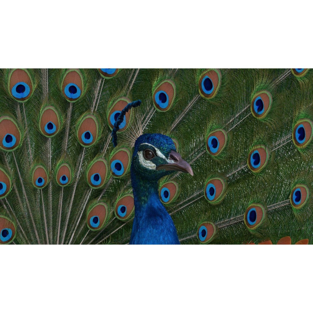 Indian Peafowl 3D Model – Animated Rigged Asset with PBR Textures - View 8
