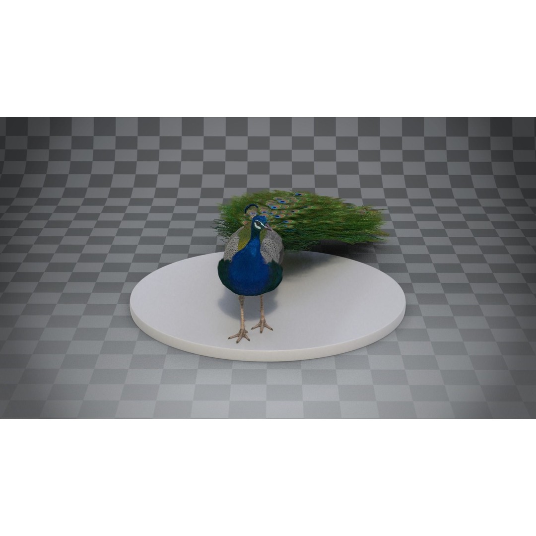 Indian Peafowl 3D Model – Animated Rigged Asset with PBR Textures - View 9