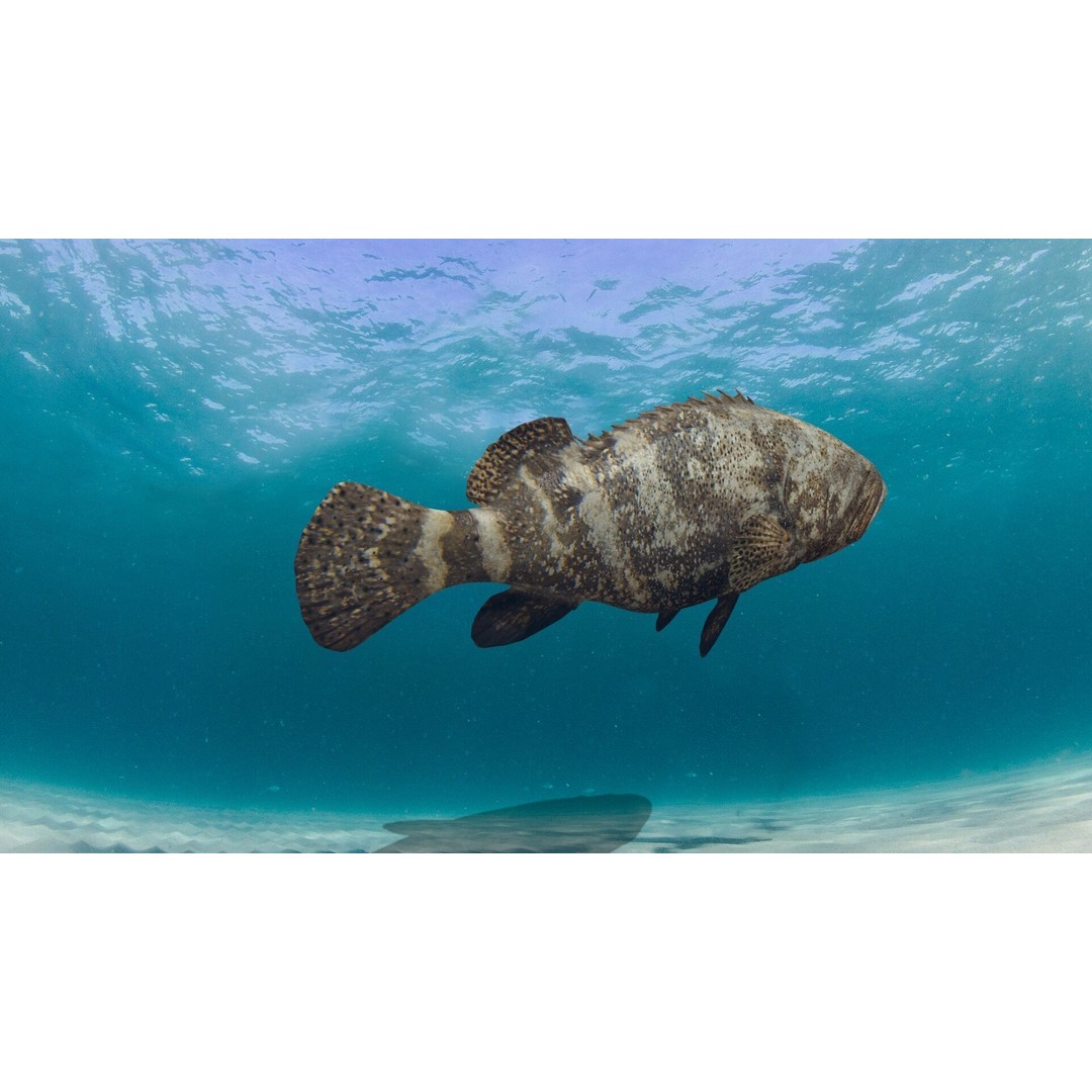 Goliath Grouper 3D Model – Realistic Low Poly Animated Asset, FBX, OBJ