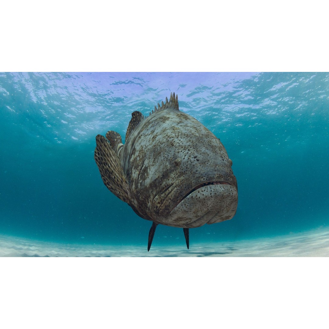 Goliath Grouper 3D Model – Realistic Low Poly Animated Asset, FBX, OBJ - View 10