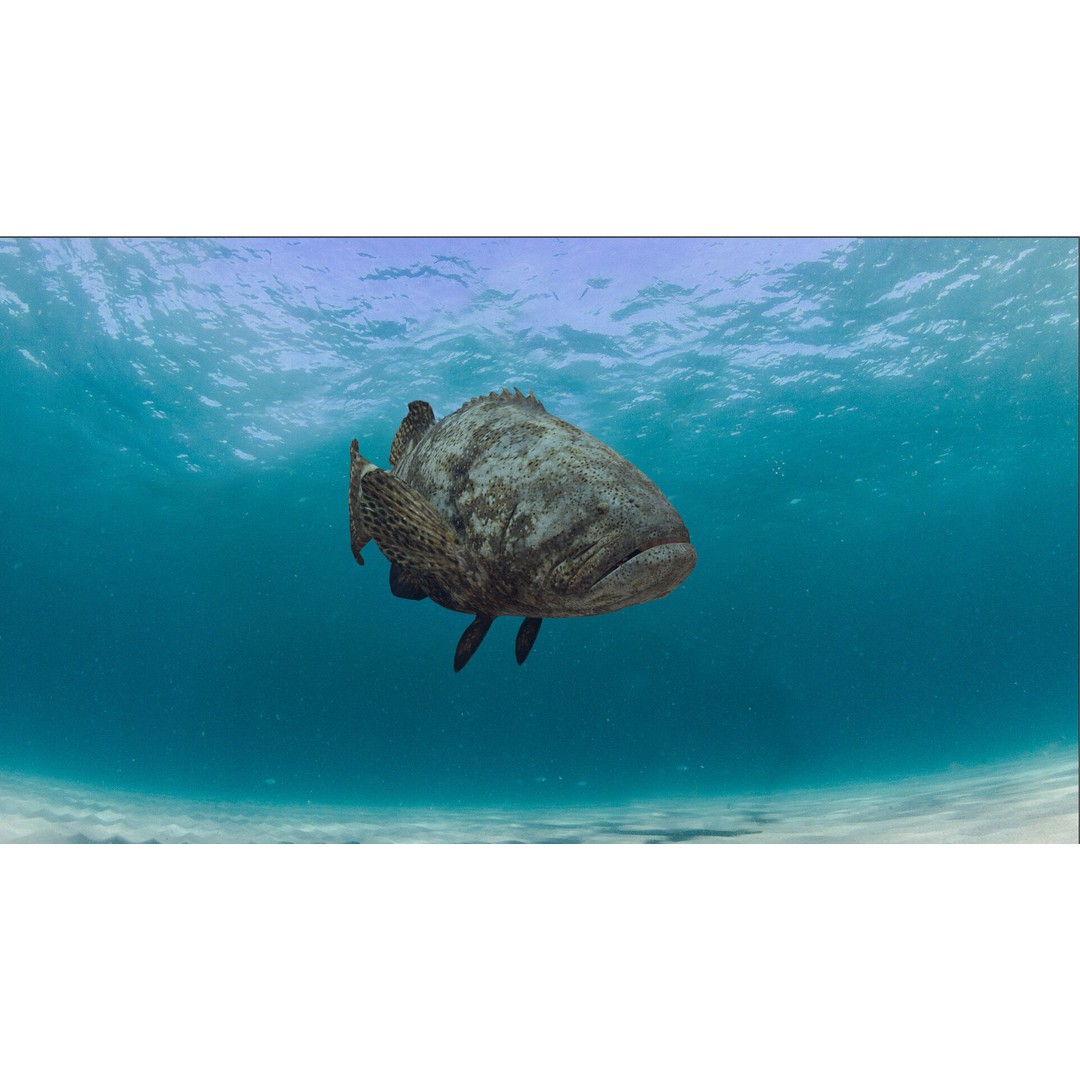 Goliath Grouper 3D Model – Realistic Low Poly Animated Asset, FBX, OBJ - View 11