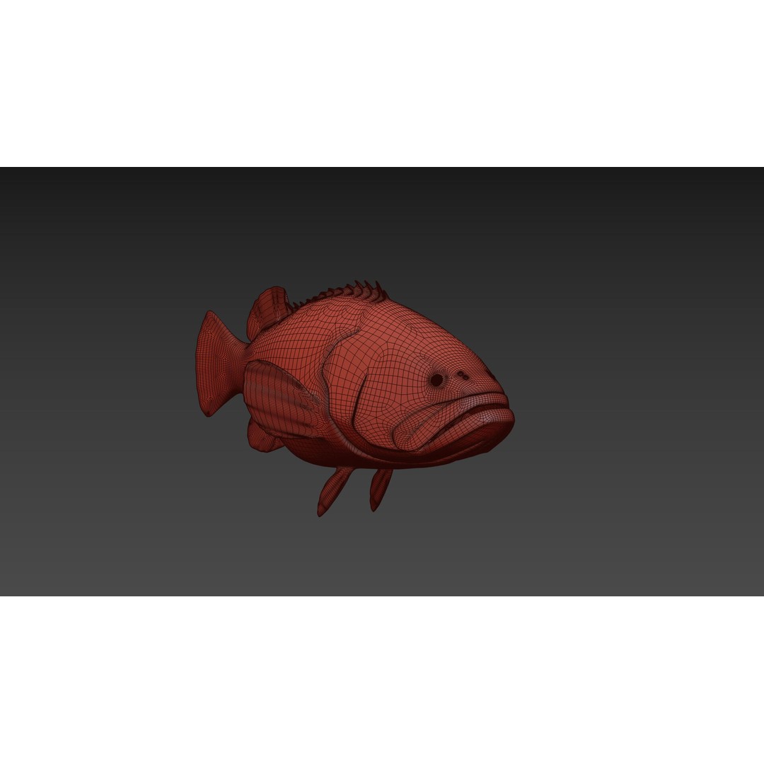 Goliath Grouper 3D Model – Realistic Low Poly Animated Asset, FBX, OBJ - View 12