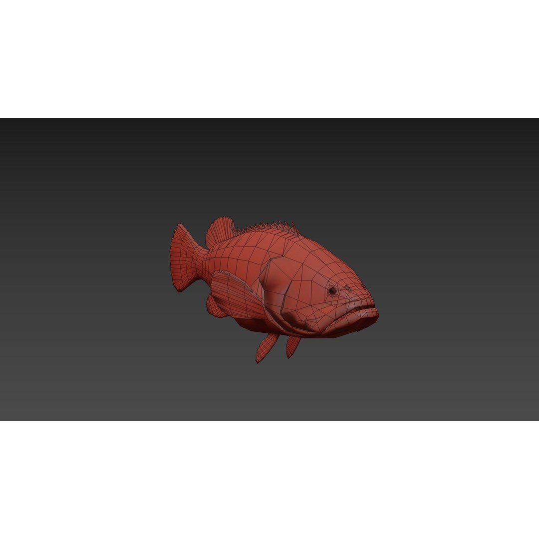 Goliath Grouper 3D Model – Realistic Low Poly Animated Asset, FBX, OBJ - View 13