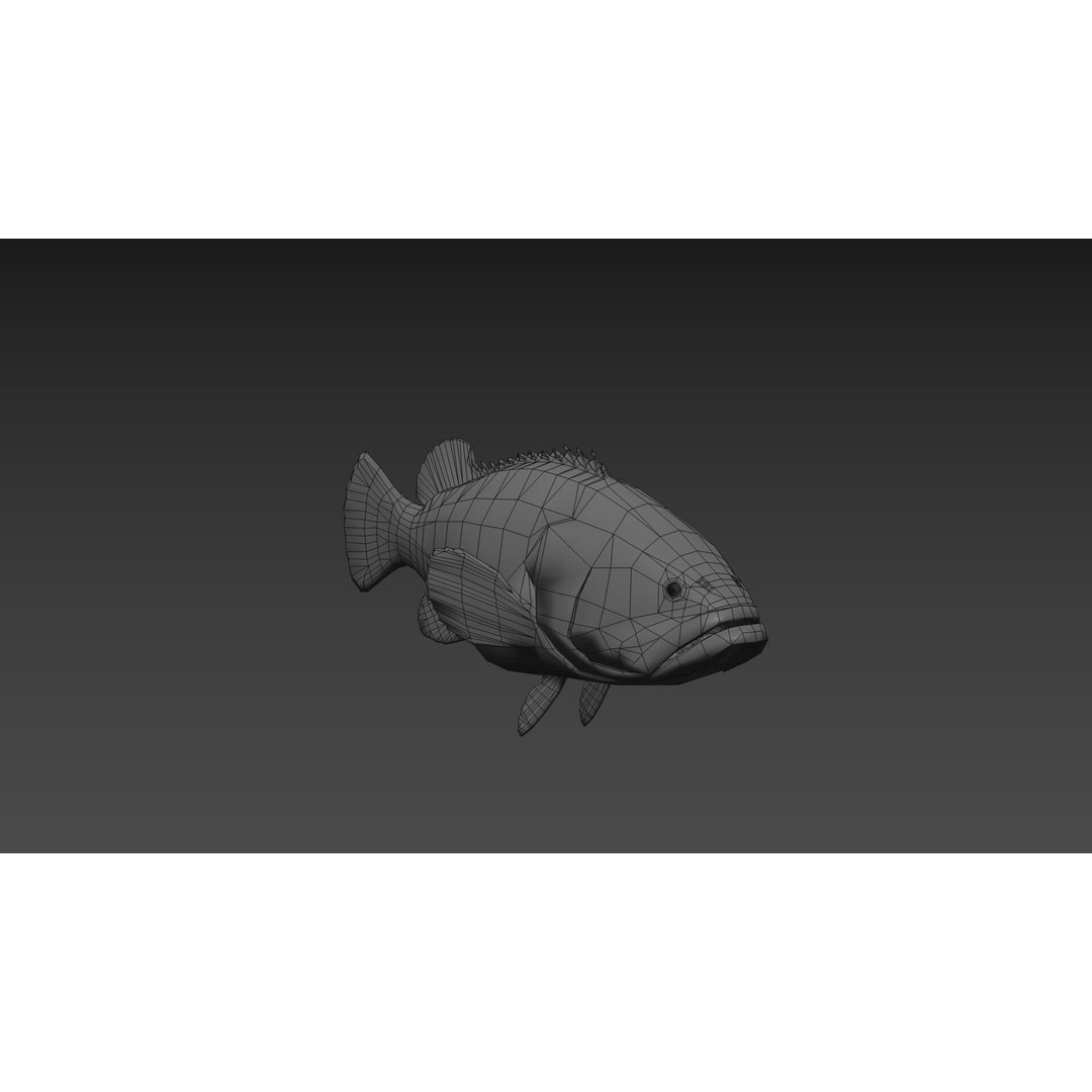 Goliath Grouper 3D Model – Realistic Low Poly Animated Asset, FBX, OBJ - View 14