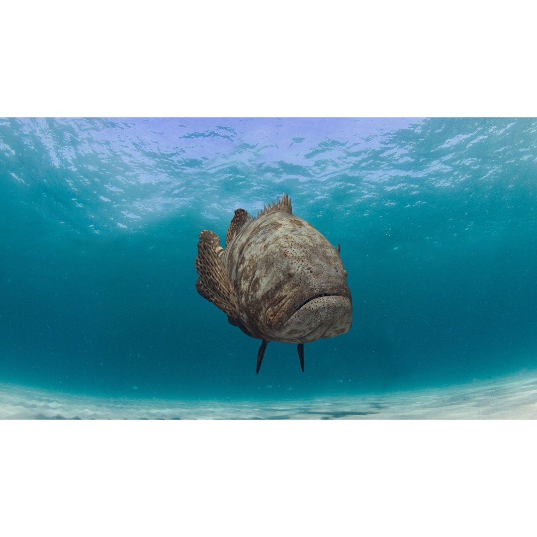 Goliath Grouper 3D Model – Realistic Low Poly Animated Asset, FBX, OBJ - View 16
