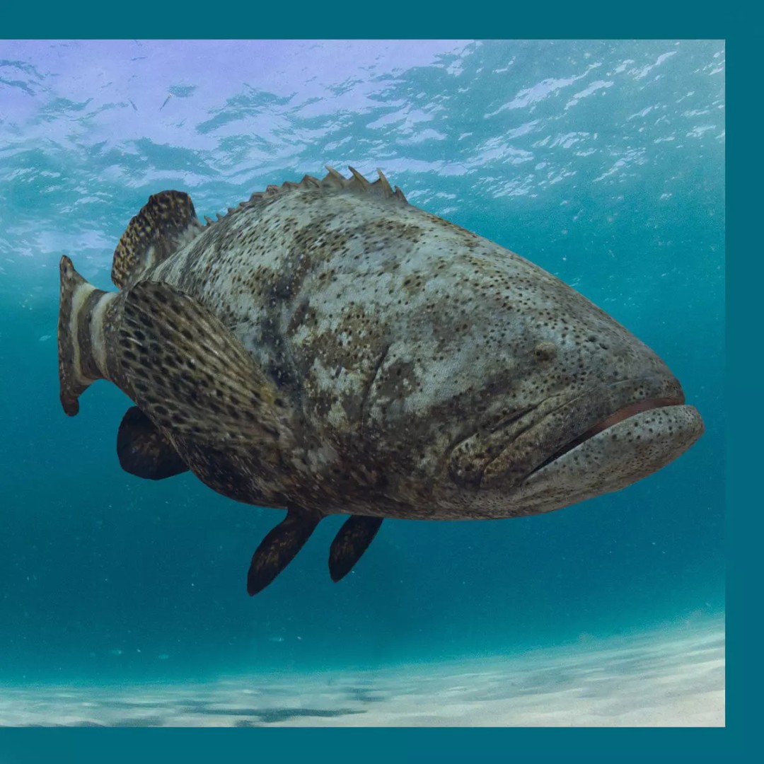 Goliath Grouper 3D Model – Realistic Low Poly Animated Asset, FBX, OBJ - View 2