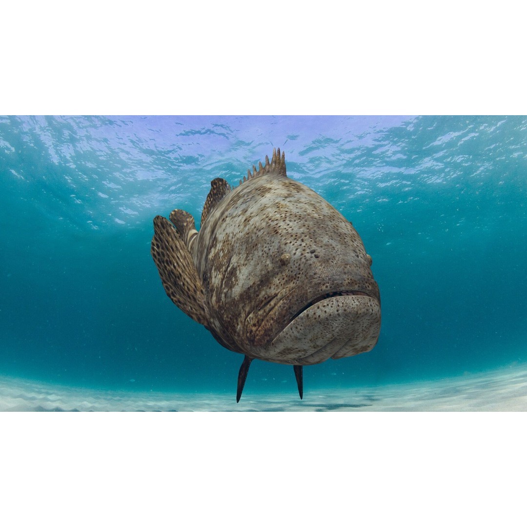 Goliath Grouper 3D Model – Realistic Low Poly Animated Asset, FBX, OBJ - View 20