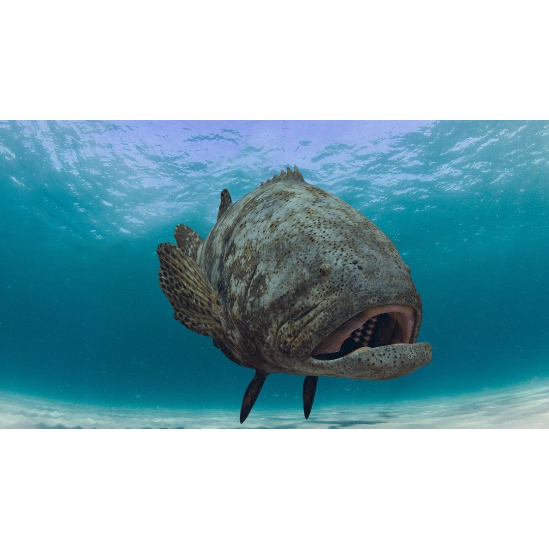 Goliath Grouper 3D Model – Realistic Low Poly Animated Asset, FBX, OBJ - View 21