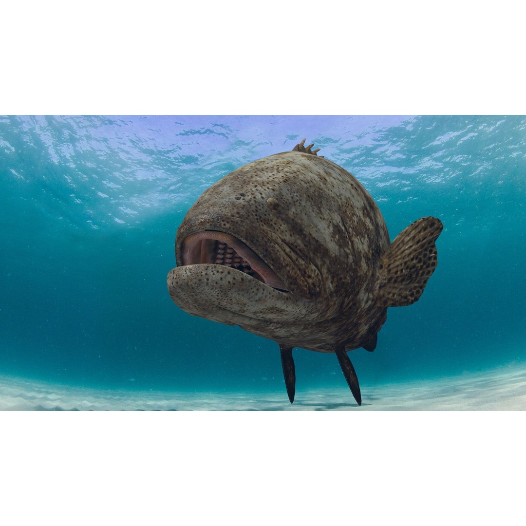 Goliath Grouper 3D Model – Realistic Low Poly Animated Asset, FBX, OBJ - View 22