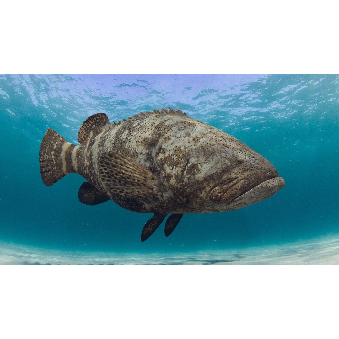 Goliath Grouper 3D Model – Realistic Low Poly Animated Asset, FBX, OBJ - View 23