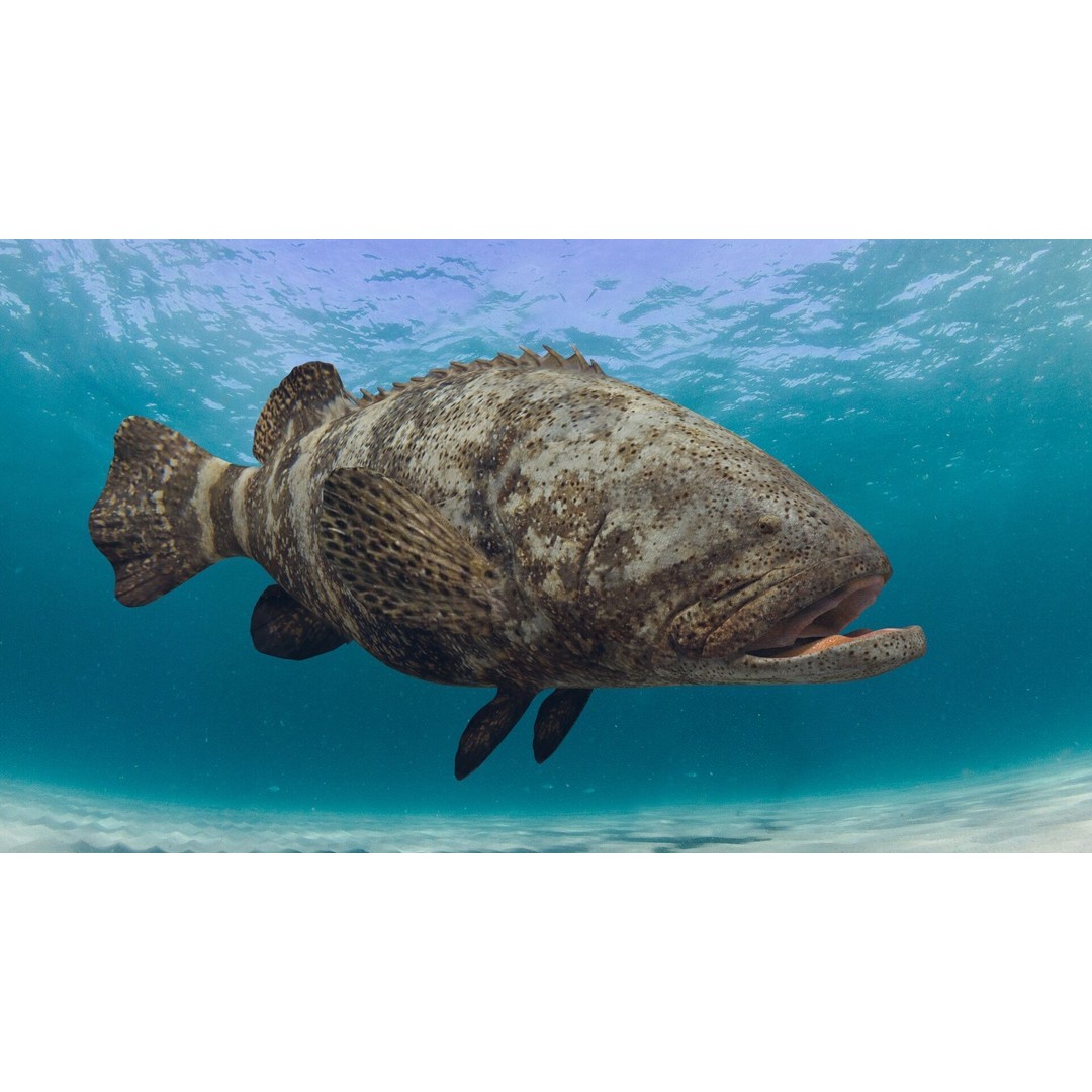 Goliath Grouper 3D Model – Realistic Low Poly Animated Asset, FBX, OBJ - View 24