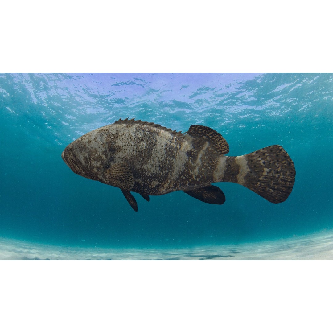 Goliath Grouper 3D Model – Realistic Low Poly Animated Asset, FBX, OBJ - View 4