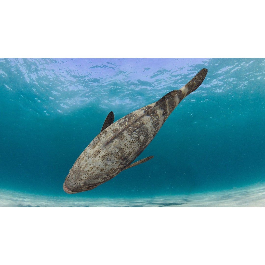Goliath Grouper 3D Model – Realistic Low Poly Animated Asset, FBX, OBJ - View 5