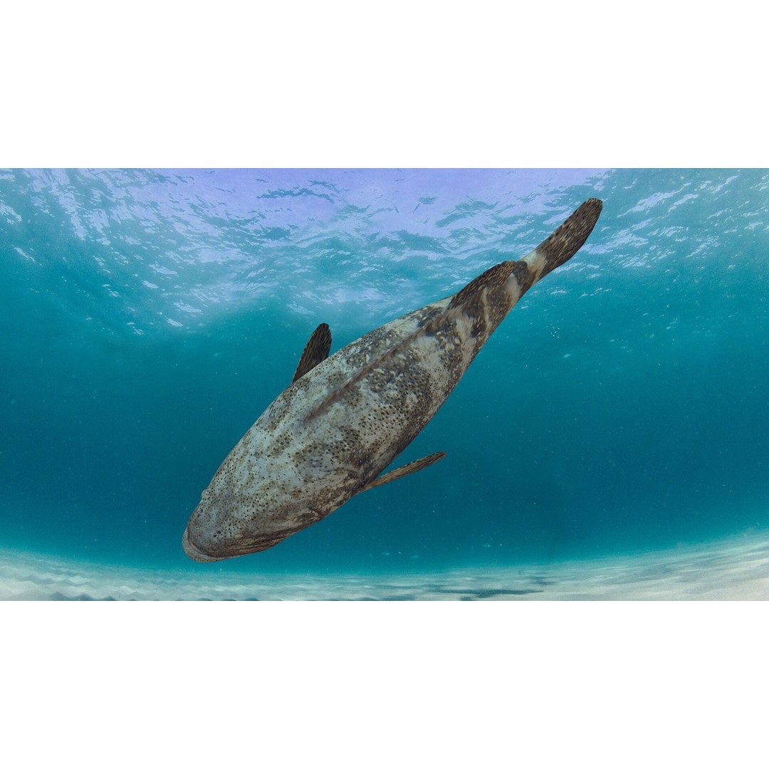 Goliath Grouper 3D Model – Realistic Low Poly Animated Asset, FBX, OBJ - View 6