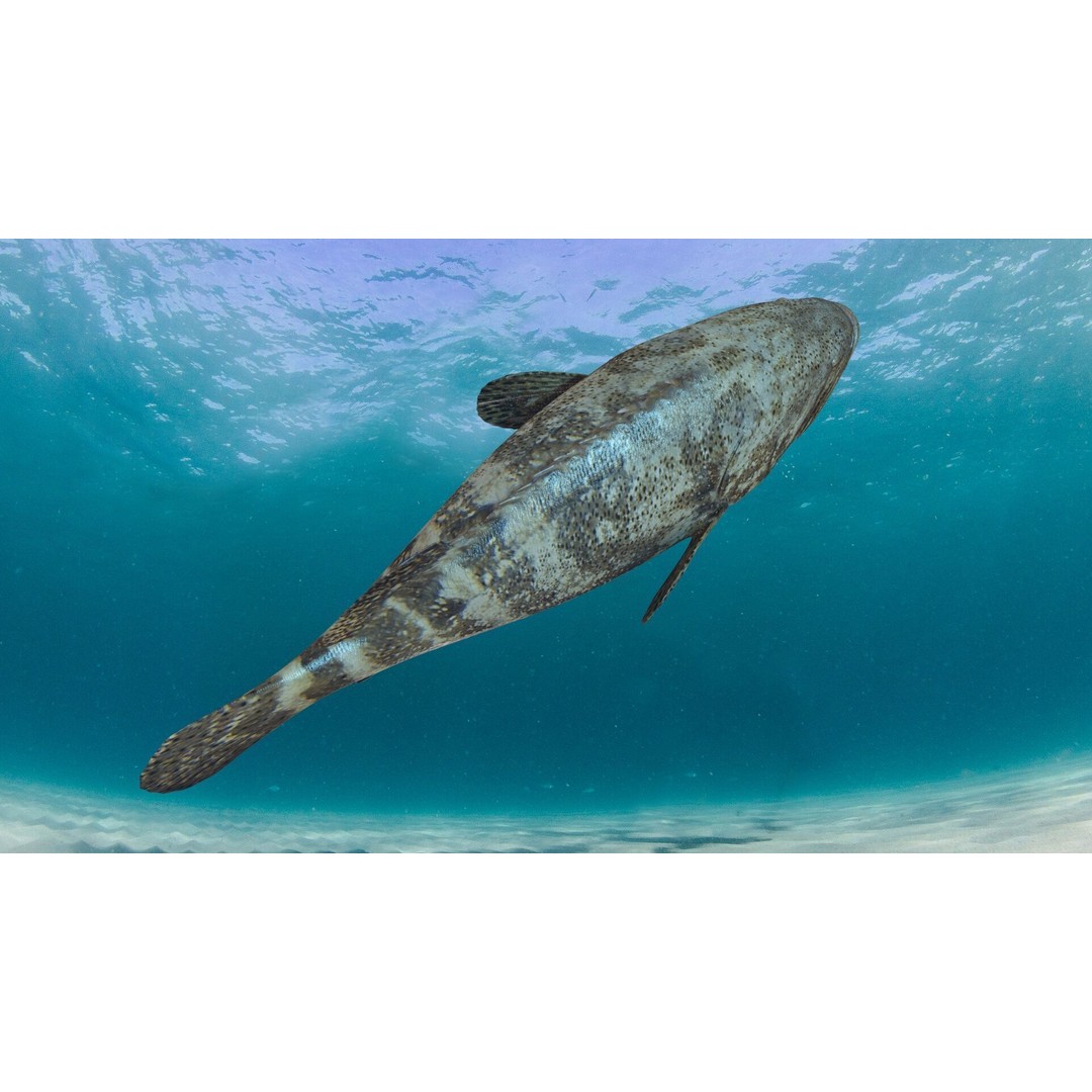 Goliath Grouper 3D Model – Realistic Low Poly Animated Asset, FBX, OBJ - View 7