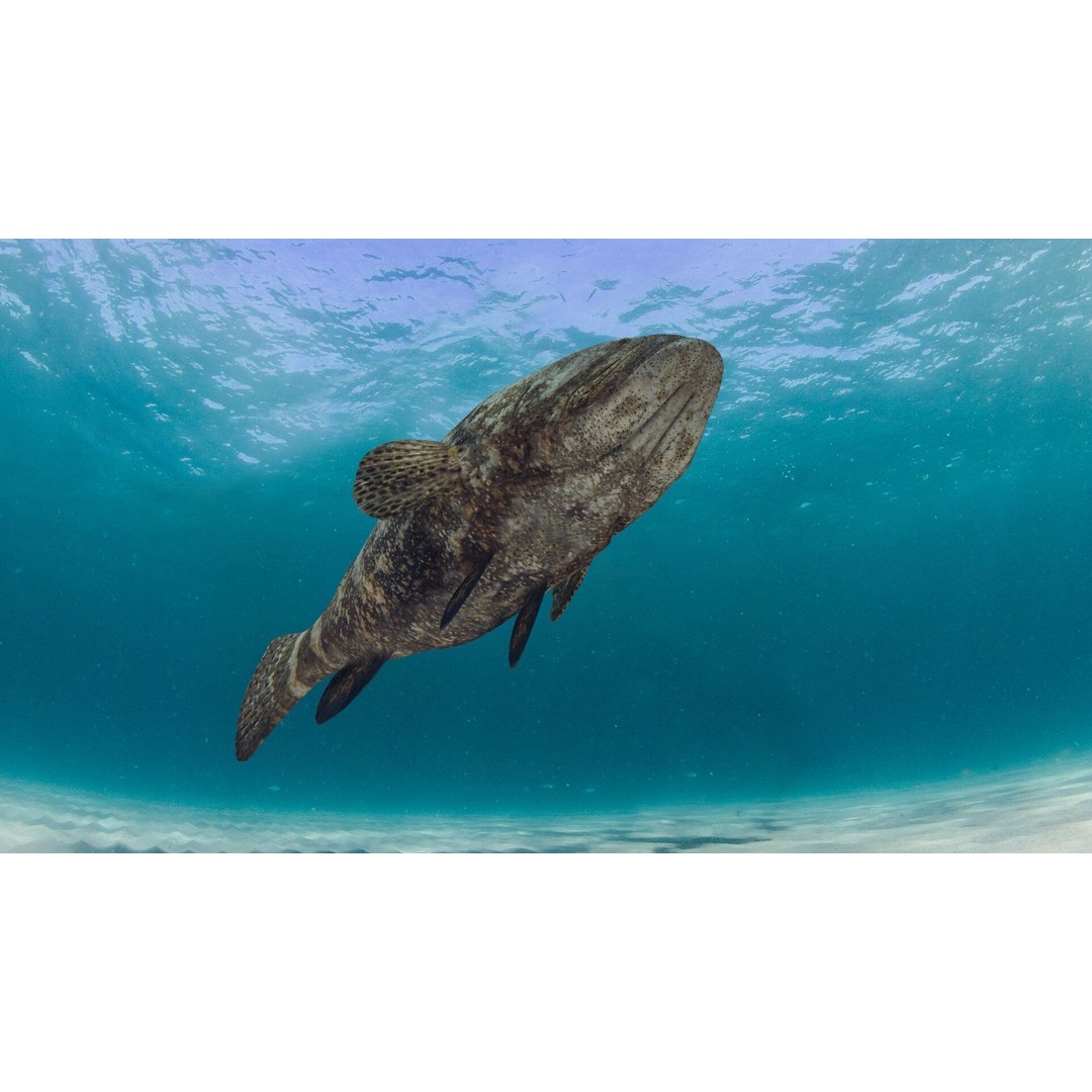Goliath Grouper 3D Model – Realistic Low Poly Animated Asset, FBX, OBJ - View 8