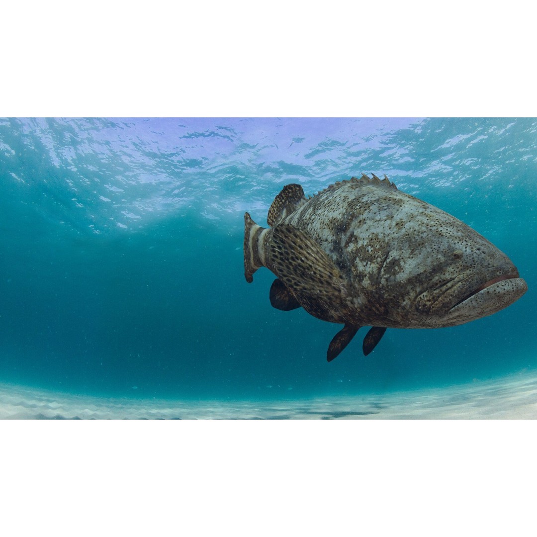 Goliath Grouper 3D Model – Realistic Low Poly Animated Asset, FBX, OBJ - View 9