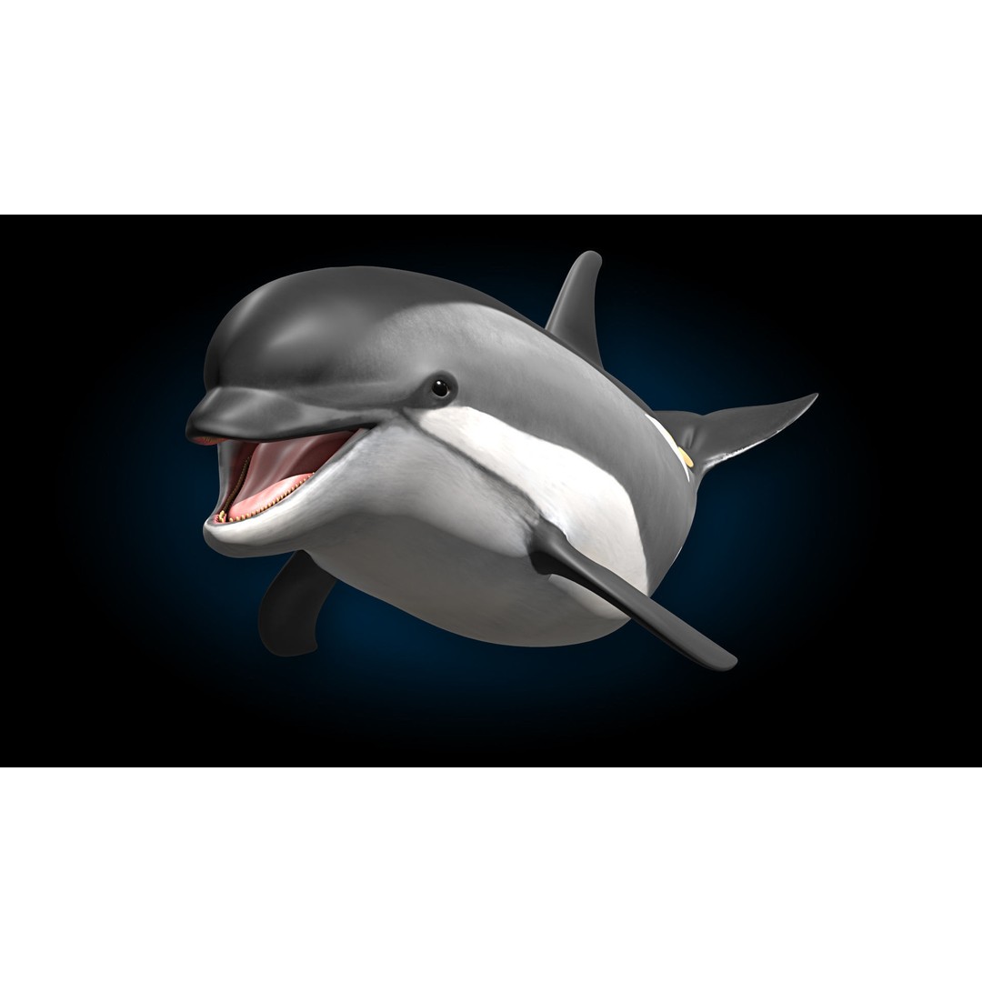 Atlantic White-Sided Dolphin 3D Model – Rigged with Animation, FBX, OBJ - View 10