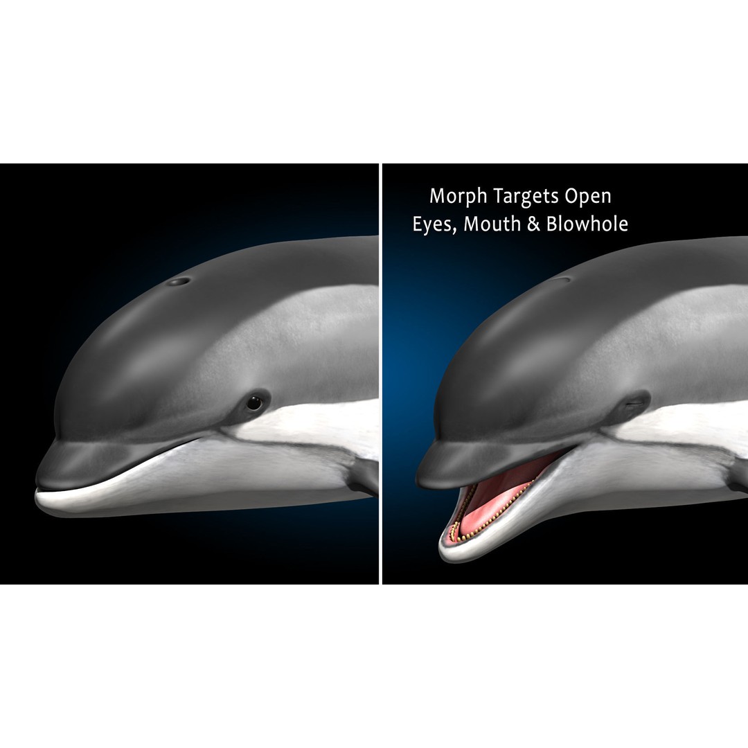 Atlantic White-Sided Dolphin 3D Model – Rigged with Animation, FBX, OBJ - View 11