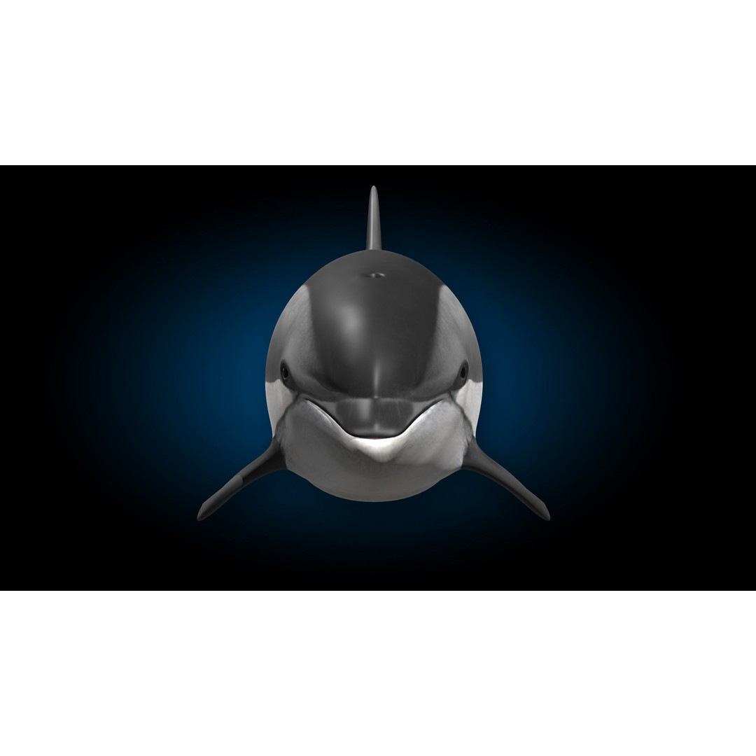 Atlantic White-Sided Dolphin 3D Model – Rigged with Animation, FBX, OBJ - View 13