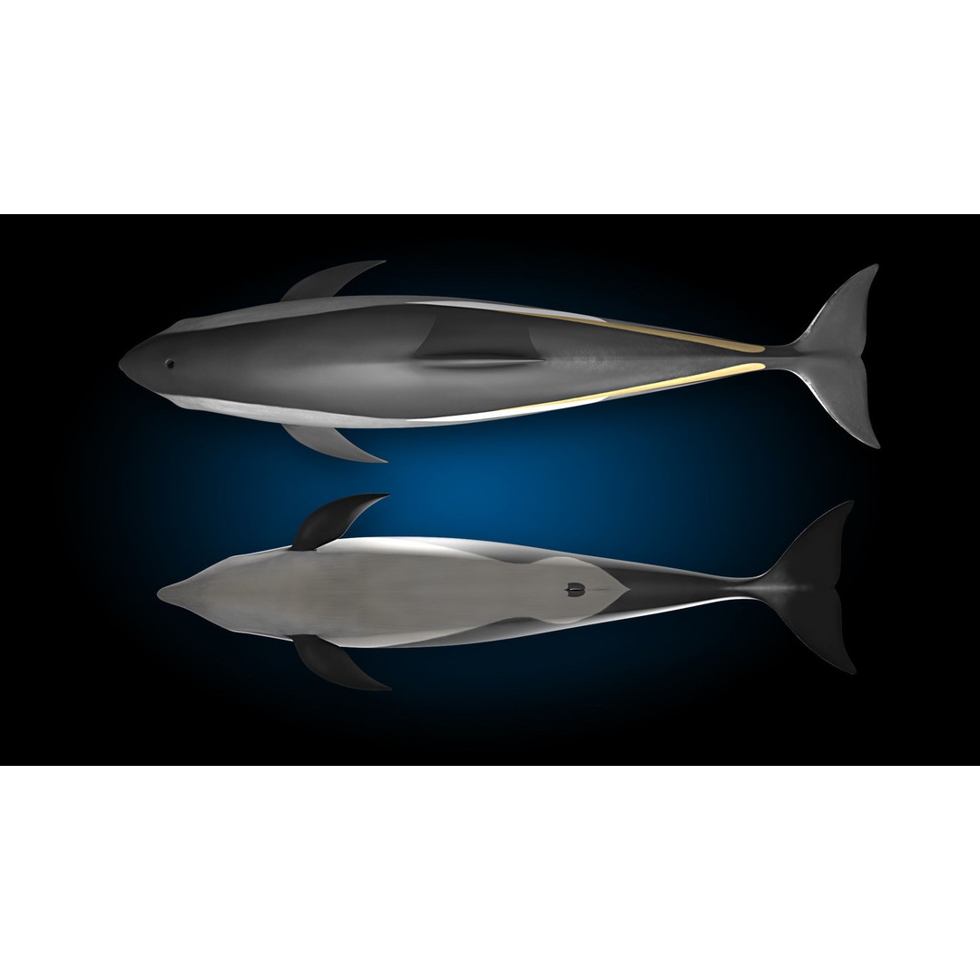 Atlantic White-Sided Dolphin 3D Model – Rigged with Animation, FBX, OBJ - View 14