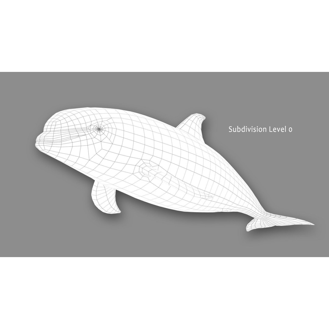 Atlantic White-Sided Dolphin 3D Model – Rigged with Animation, FBX, OBJ - View 15