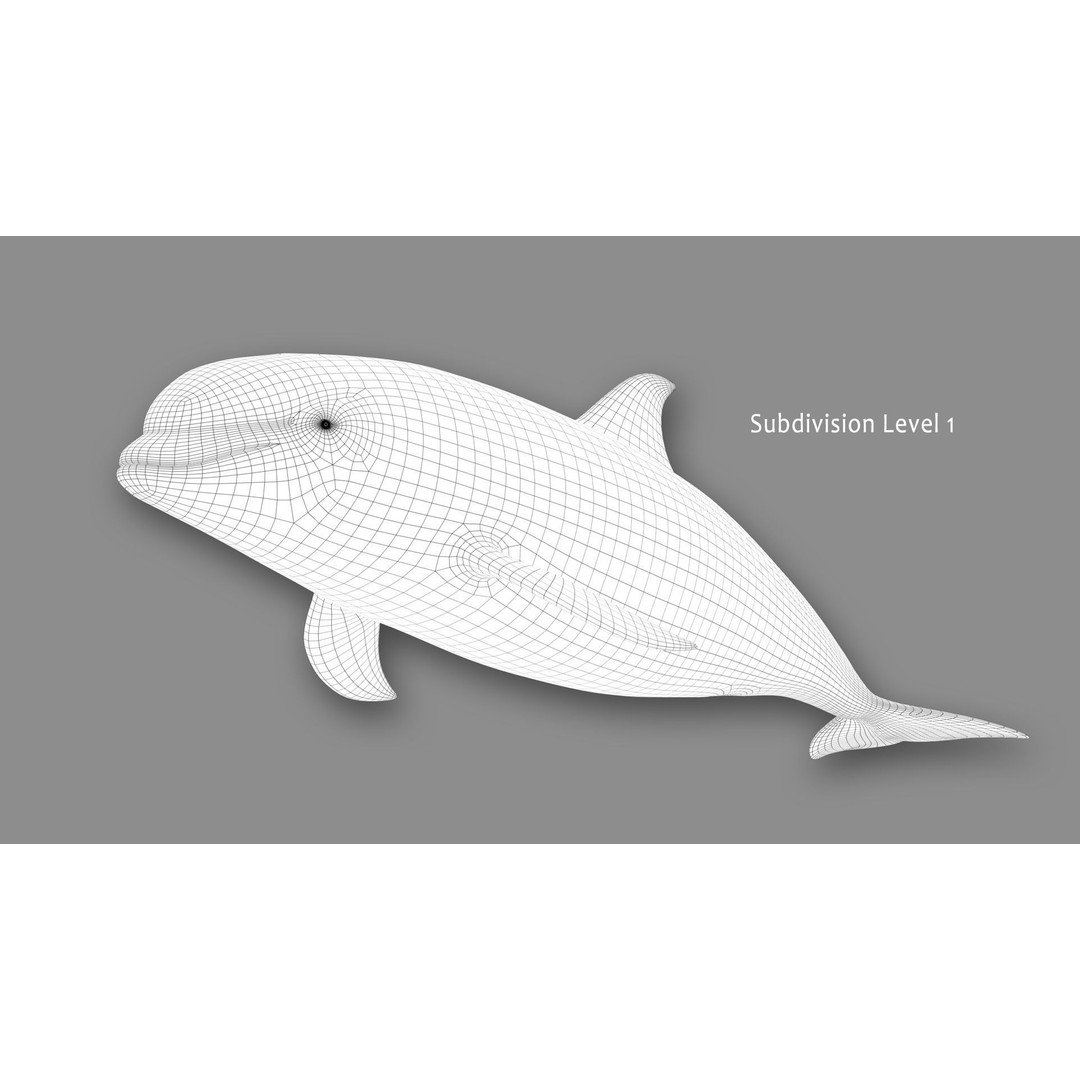 Atlantic White-Sided Dolphin 3D Model – Rigged with Animation, FBX, OBJ - View 16