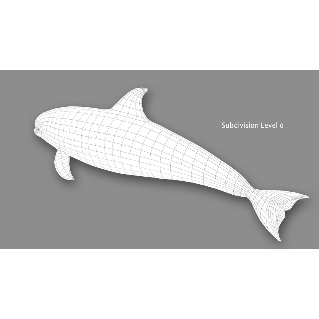 Atlantic White-Sided Dolphin 3D Model – Rigged with Animation, FBX, OBJ - View 17