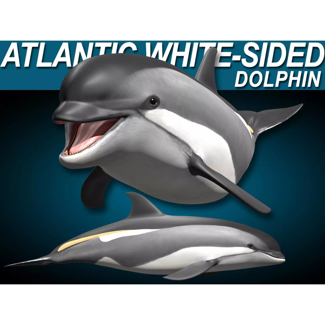 Atlantic White-Sided Dolphin 3D Model – Rigged with Animation, FBX, OBJ - View 2