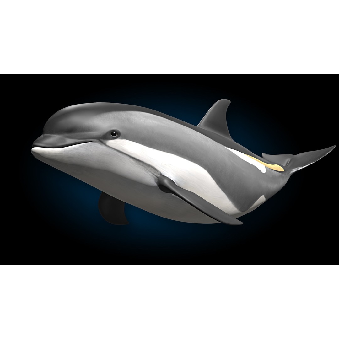 Atlantic White-Sided Dolphin 3D Model – Rigged with Animation, FBX, OBJ - View 3