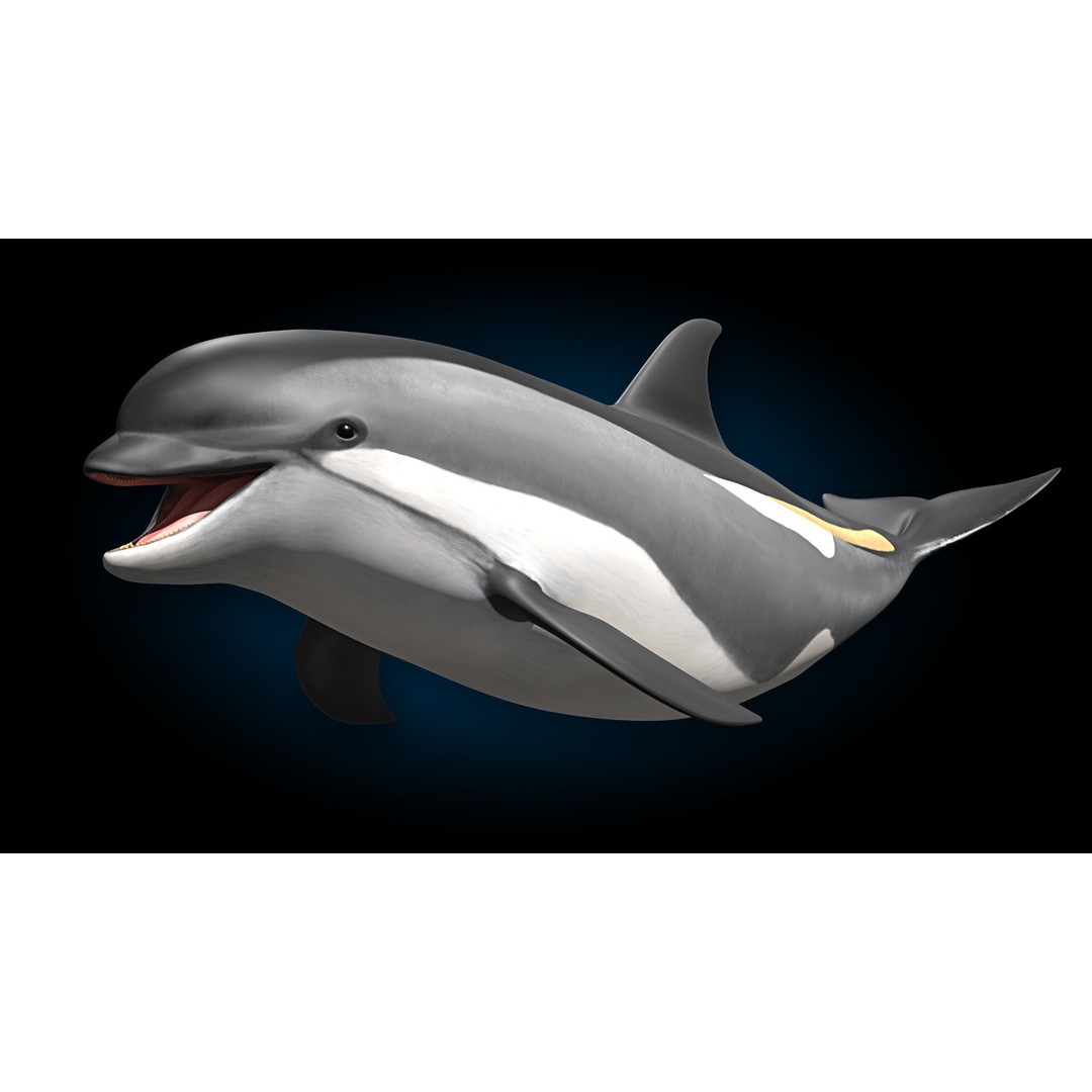 Atlantic White-Sided Dolphin 3D Model – Rigged with Animation, FBX, OBJ - View 4