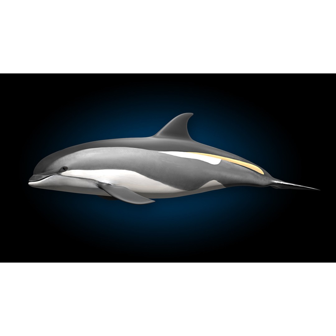 Atlantic White-Sided Dolphin 3D Model – Rigged with Animation, FBX, OBJ - View 5
